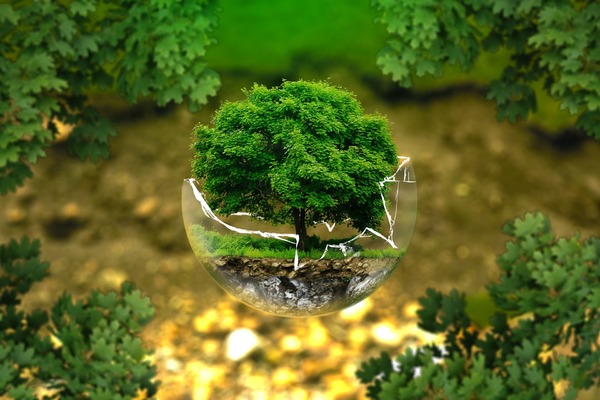 zielone drzewko w szklanej kuli