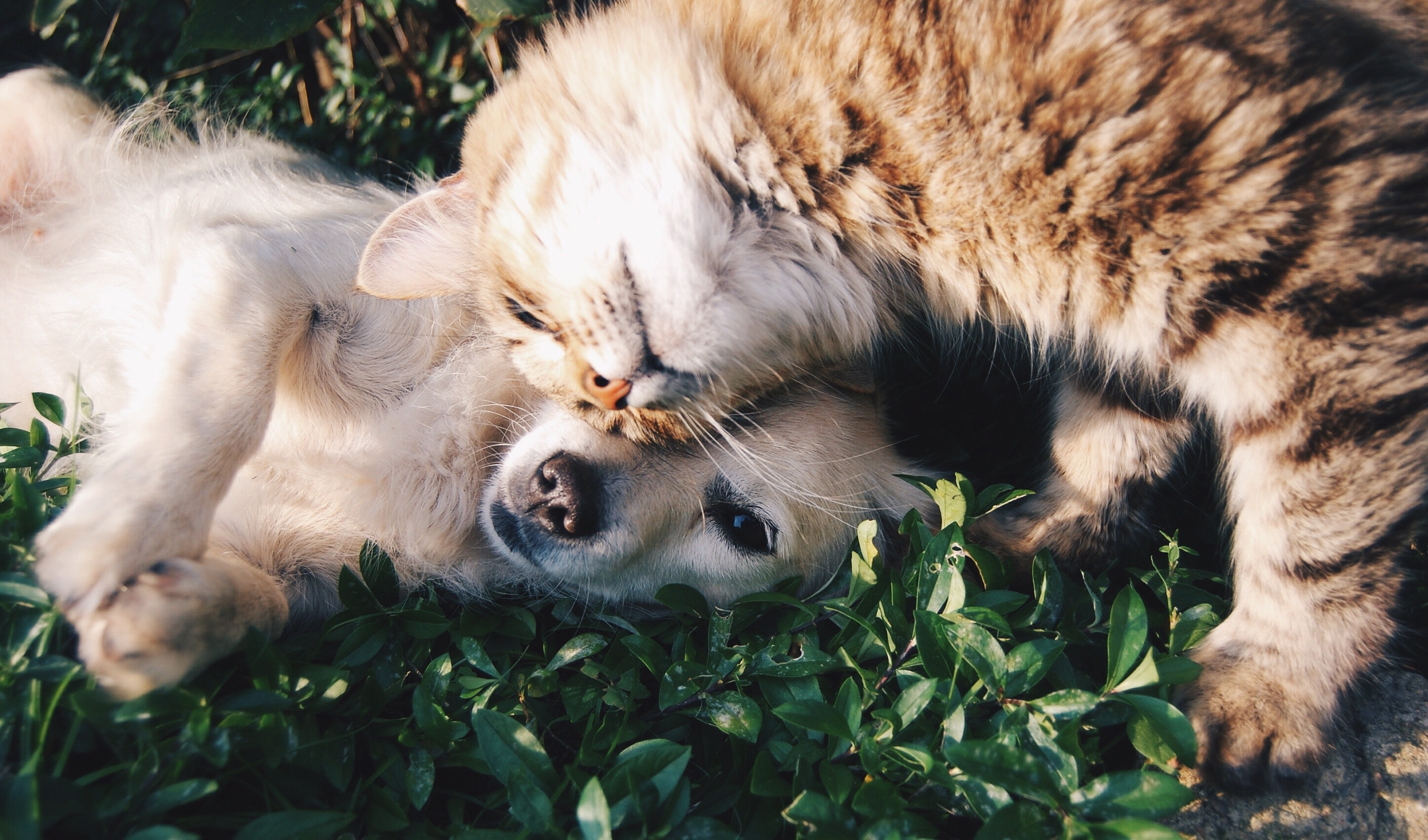pies i kot na trawie