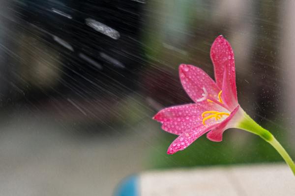 Deszcz spadający na kwiat