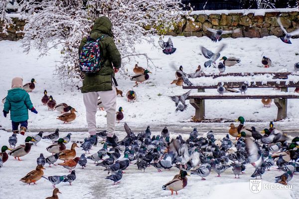 mężczyzna karmi stado gołębi w parku miejskim