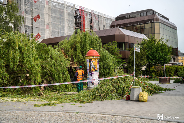 Złamana wierzba przy ulicy Leśnej. Gałęzie drzewa leżą na chodniku. Mężczyzna w pomarańczowej kamizelce usuwa pozostałości drzewa. Na drugim planie budynek ZUS-u.