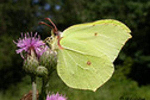 latolisek cytrynek.jpg