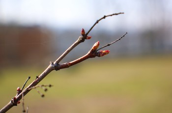 Ogród Botaniczny budzi się na wiosnę