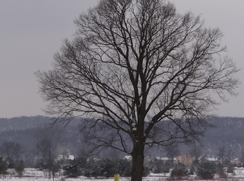 Dąb szypułkowy