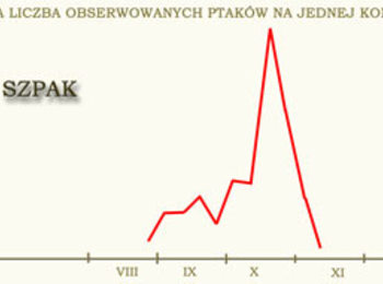 Szpak - jeden z dominujących gatunków, szczególnie na powierzchniach otwartych