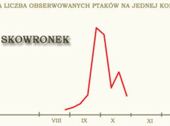 Skowronek - licznie przelatujący jesienny wędrowiec