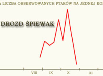 Drozd śpiewak - jak wszystkie drozdy wędruje głównie nocą