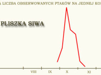 Pliszka siwa - ptak owadożerny szybko 